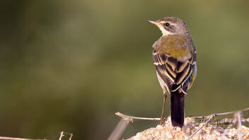 A Western Yellow Wagtail foraging early in the morning - image gratuit #485593 