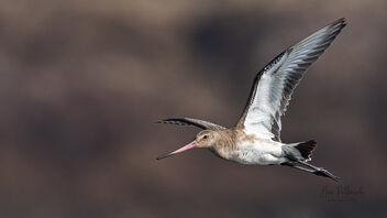 A Bar Tailed Godwit in flight - image gratuit #485603 