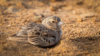 A Female Ashy Crowned Sparrowlark taking a sandbath - image gratuit #485643 