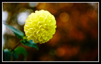 Also yellow, at the end of the season - image gratuit #485893 