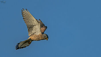 Falcon on the hunt - Kostenloses image #486003