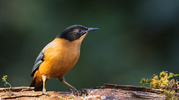 A Rufous Sibia foraging - image gratuit #486013 