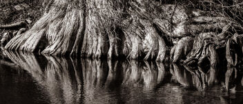 Cypress Roots along the Banks - Kostenloses image #486213