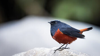 A White Capped Redstart active near rapids - Kostenloses image #486223