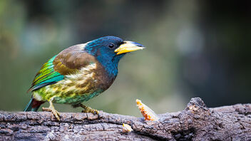 A Patient Great Barbet relaxed - Free image #486293