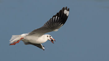 A Brown Headed Gull with a catch over a fisheries lake - image gratuit #486373 