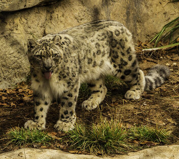 Snow leopard - image gratuit #486393 
