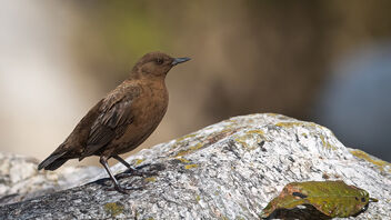 A Brown Dipper on the rocks - image gratuit #486403 
