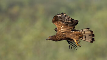 An Oriental Honey Buzzard taking flight - бесплатный image #486483