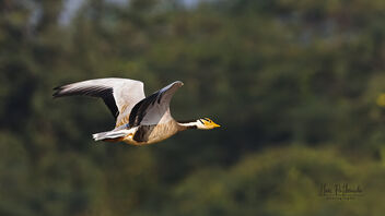 A Bar Headed Goose in flight - image #486563 gratis