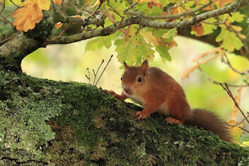 Red Squirrel - Kostenloses image #486613