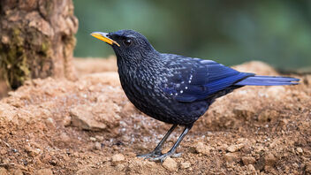 A Blue Whistling Thrush in the open - image #486633 gratis