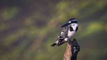 A Pied Kingfisher in the hunt - image #486653 gratis