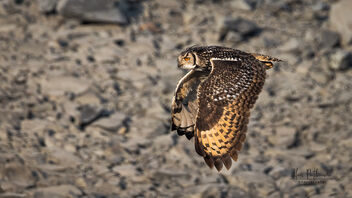 An Indian Rock Eagle Owl in Flight - image #486943 gratis