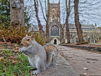 On the sixth day... Squirrel! - image gratuit #487033 
