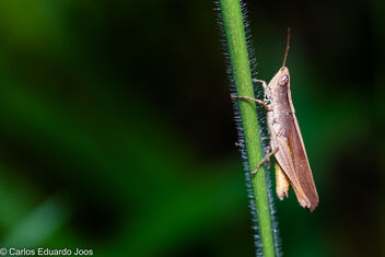 Little Grasshopper - image gratuit #487063 