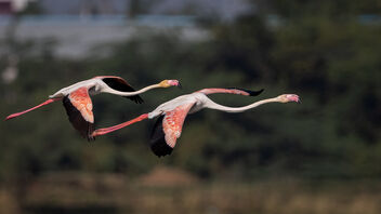 A pair of Greater Flamingoes landing in a lake - бесплатный image #487073