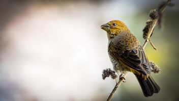 A Female Scarlet Finch foraging in the morning - бесплатный image #487213
