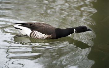 Among the ducks - Free image #487223