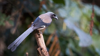 A Grey Bellied Treepie on a perch - Free image #487243