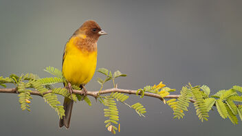 A mature Red Headed bunting in the open - бесплатный image #487303