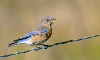 Western Bluebird (f) - Free image #487333