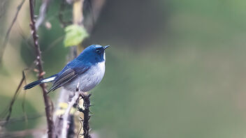 A Slaty Blue Flycatcher on a cold day - image #487393 gratis