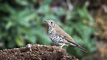 An Alpine Thrush late in the evening - image #487513 gratis