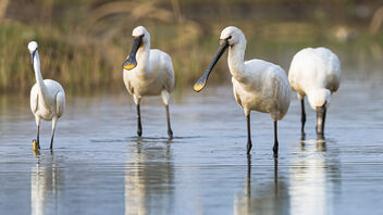 A Flock of Eurasian Spoonbills foraging in the lake - Free image #487553
