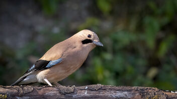 An Eurasian Jay right outside our forest accommodation - image #487653 gratis
