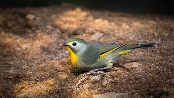 A Red-Billed Leiothrix ready to scoot! - image gratuit #487893 