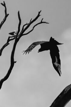 Wedge-tailed Eagle - image #487933 gratis