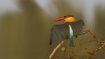 A Stork Billed Kingfisher Stretching its wings - image gratuit #488193 