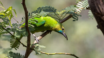 A Jerdon's Leafbird foraging in the canopy - бесплатный image #488223