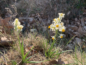 Sur le sentier du printemps - image gratuit #488313 