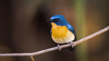 A Tickell's Blue Flycatcher singing in the morning - image #488343 gratis
