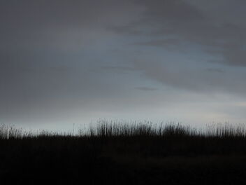reed horizon - бесплатный image #488493