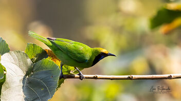 A Golden Fronted Leaf bird in action - image gratuit #488513 