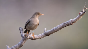 An Indian Blackbird early in the morning - Free image #488673