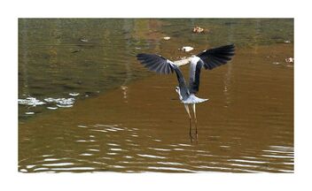 Heron airborne - image gratuit #488783 