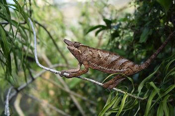 Chameleon, Madagascar - Free image #488853