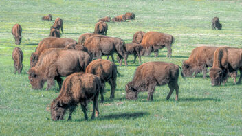 This is Where the Buffalo Roam - image gratuit #488983 
