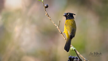 A Black Crested Bulbul gobbling a fruit - Free image #489003