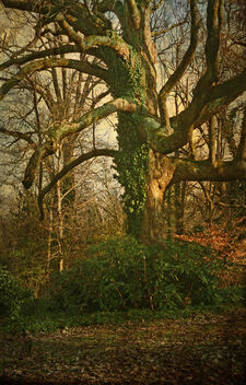 Venerable Tree at the Grange - бесплатный image #489043