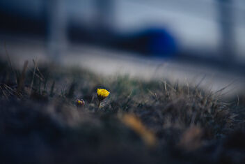 [First Spring Flower | Tussilago farfara 5] - Free image #489153
