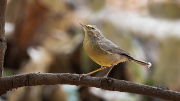 A Sulphur Bellied Warbler foraging under the canopy - image gratuit #489233 
