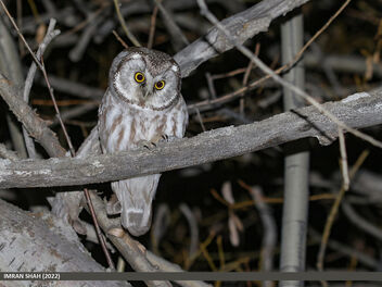 Boreal Owl (Aegolius funereus) - image #489303 gratis