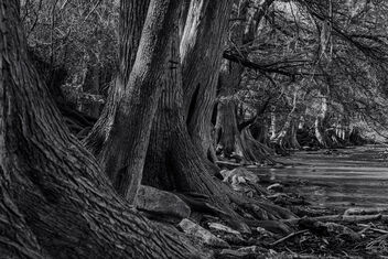 Cypress along the River Bank - image #489503 gratis