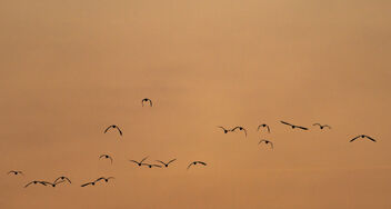 Birds in Flight - Free image #489633