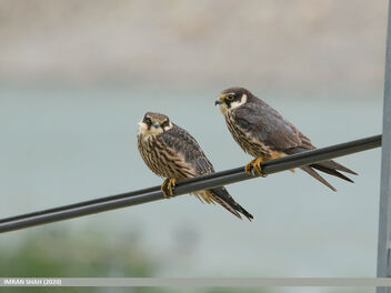 Eurasian Hobby (Falco subbuteo) - image gratuit #490143 